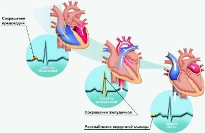 Физиология человека 3 семестр