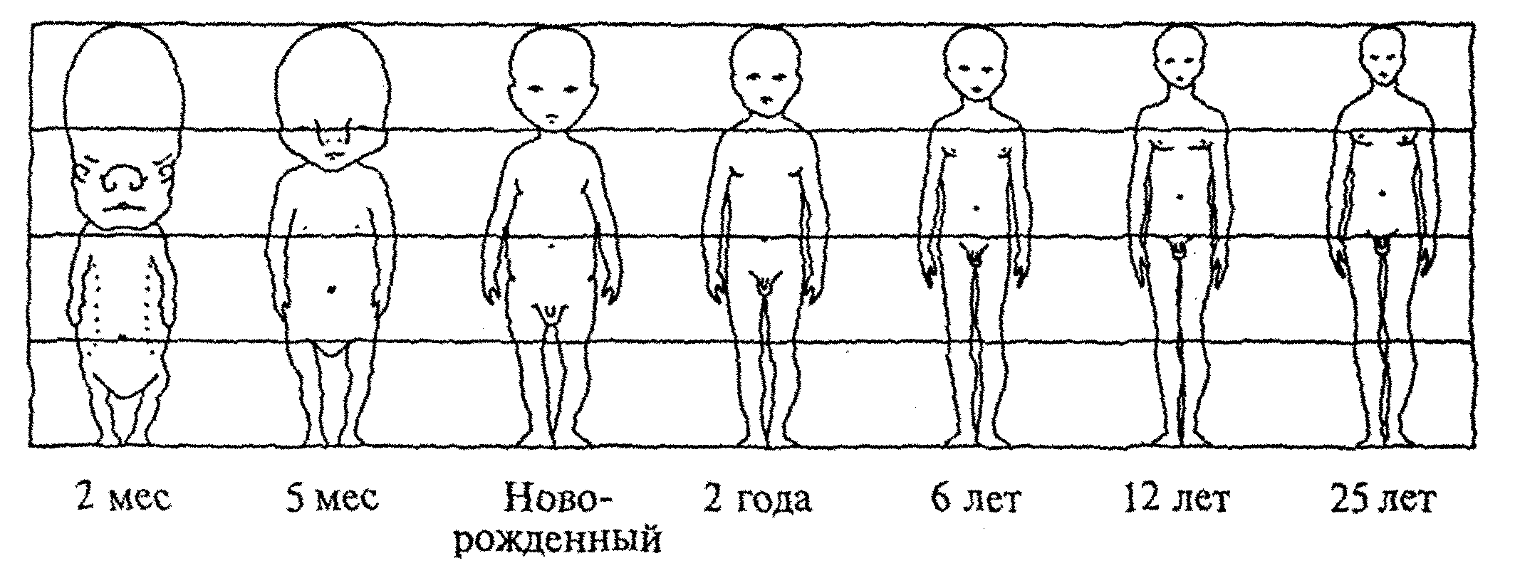Пропорции тела ребенка младенца