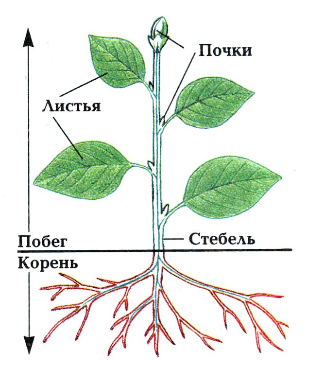 Анатомия растений